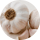 육쪽마늘