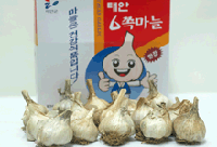 태안육쪽마늘