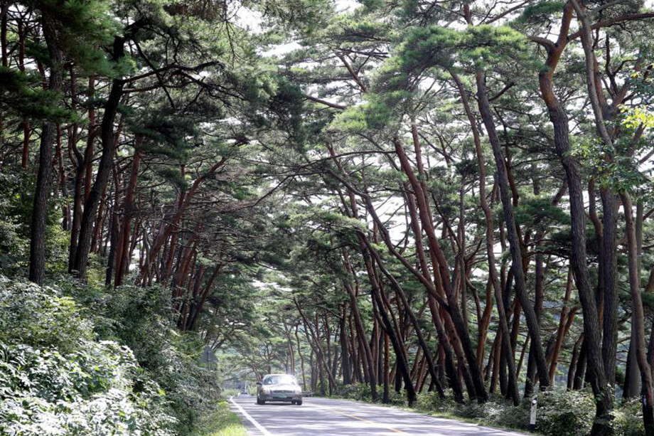 Anmyeondo Island Recreational Forest