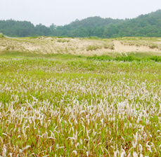 제 5경 신두사구 사진